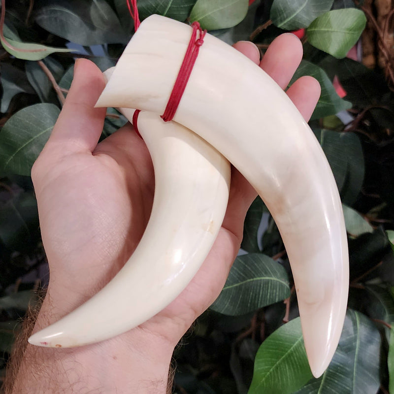 Warthog Tusk, Polished Pair