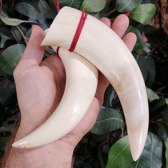 Warthog Tusk, Polished Pair