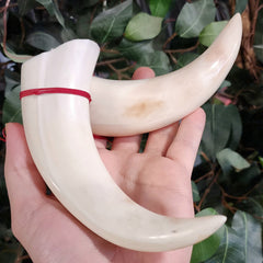 Warthog Tusk, Polished Pair