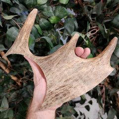 Moose Antler Segment B