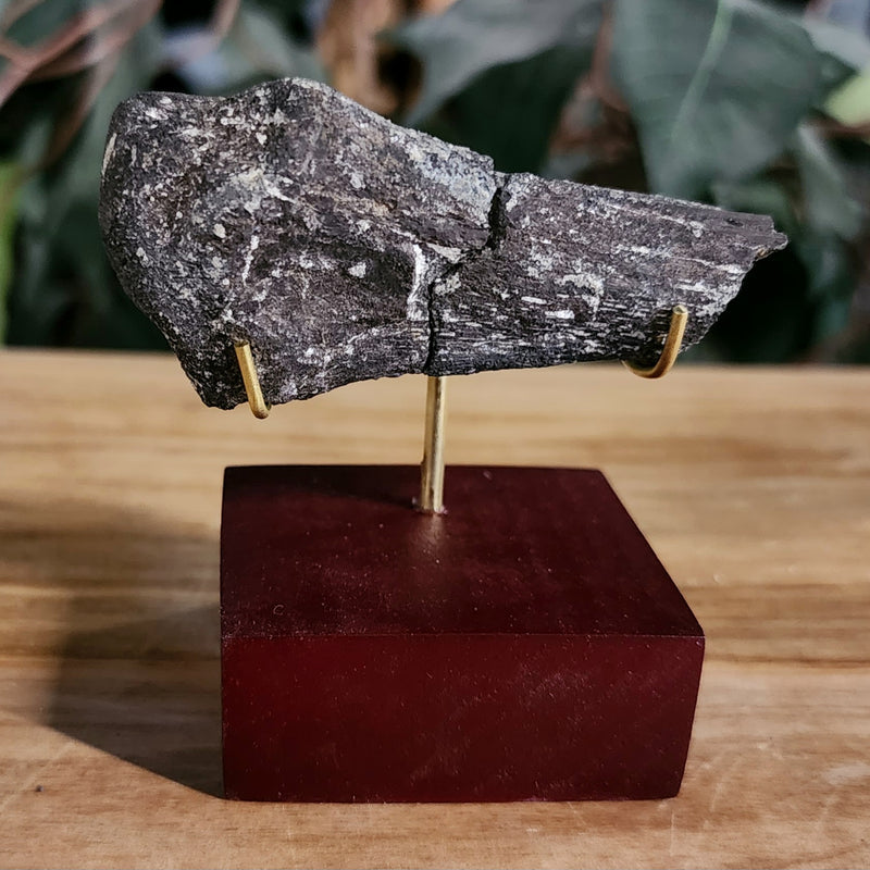 Allosaurus Dinosaur Hand Bone