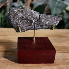 Allosaurus Dinosaur Hand Bone