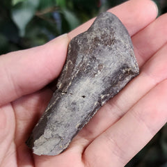 Allosaurus Dinosaur Hand Bone