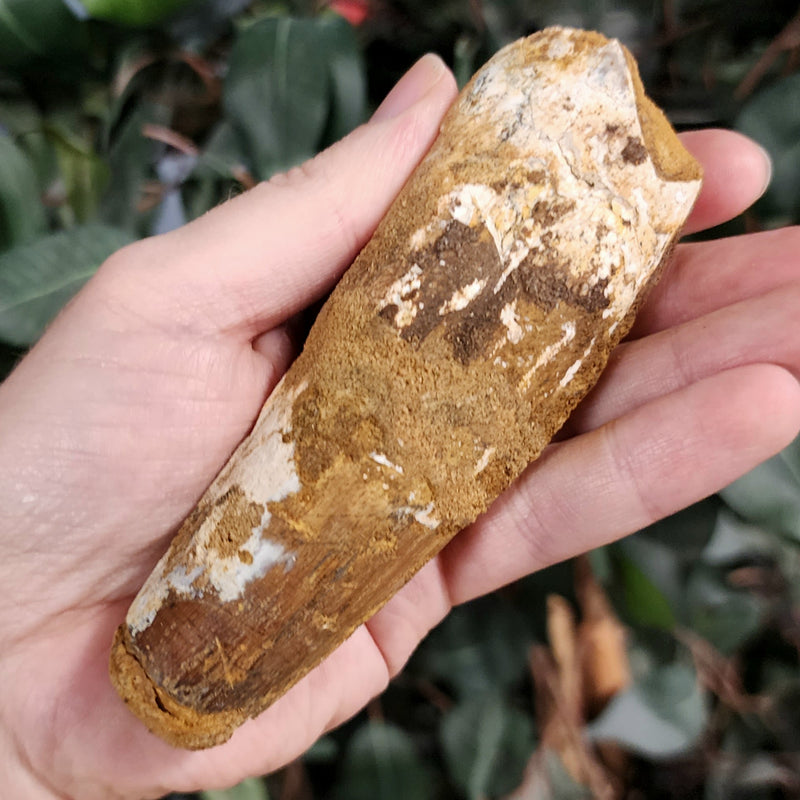 Spinosaurus Dinosaur Tooth XXL, H (4.5")
