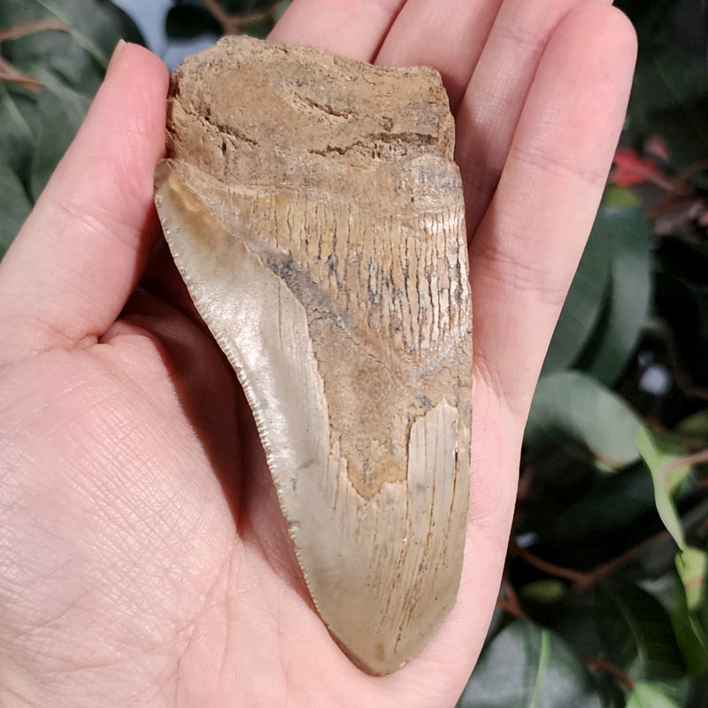 Megalodon Tooth H (5.25")