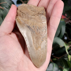 Megalodon Tooth H (5.25