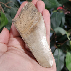 Megalodon Tooth H (5.25