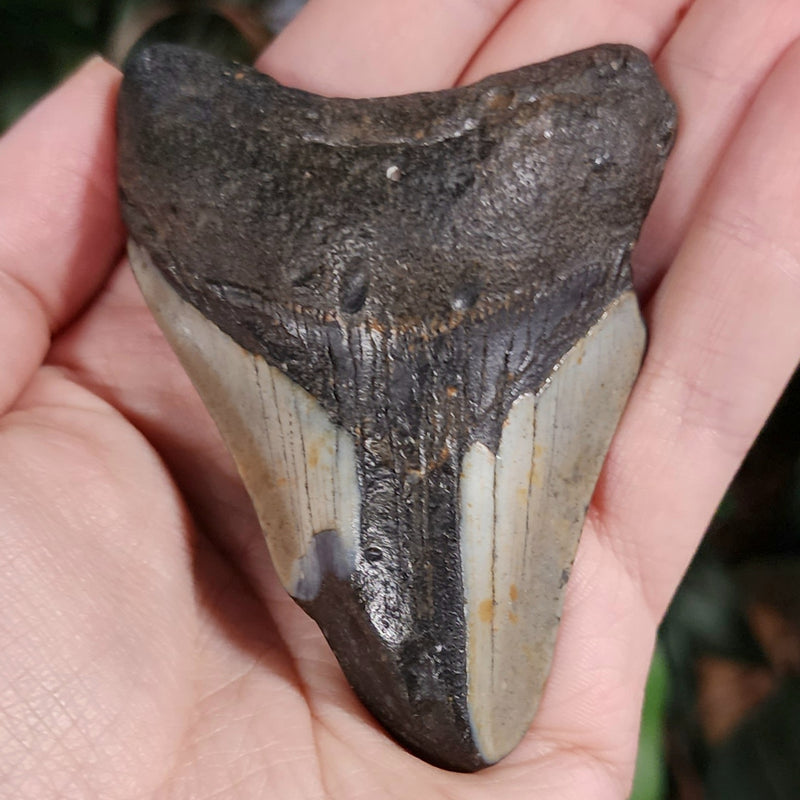 Megalodon Tooth i (3.25")