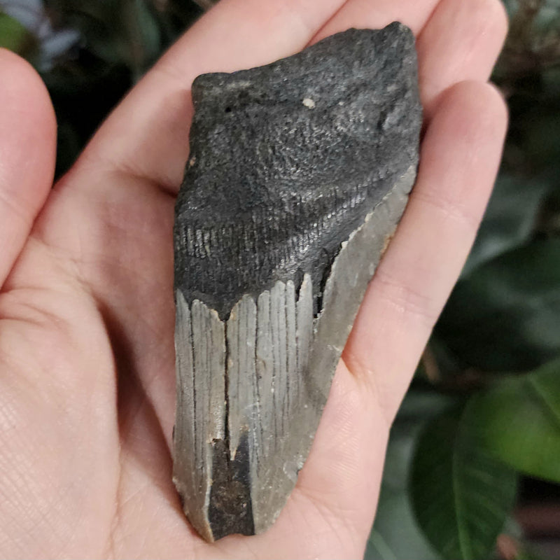 Megalodon Tooth J (3.75")