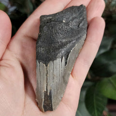 Megalodon Tooth J (3.75