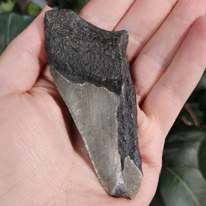 Megalodon Tooth J (3.75")