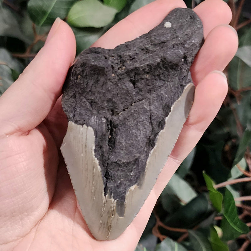 Megalodon Tooth N (4.25")