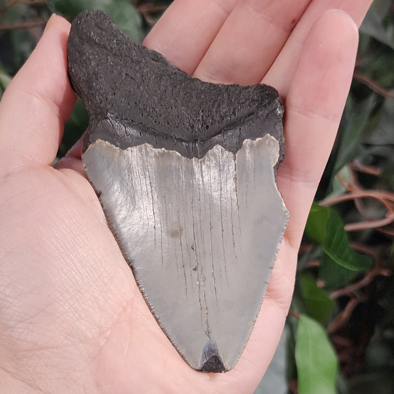 Megalodon Tooth N (4.25")