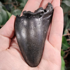 Megalodon Tooth P (4.75