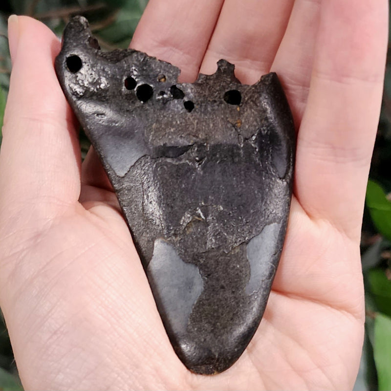 Megalodon Tooth P (4.75")