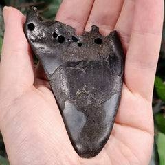 Megalodon Tooth P (4.75