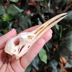 Yellow-Billed Egret Skull (Ex-Museum)