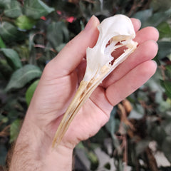Yellow-Billed Egret Skull (Ex-Museum)