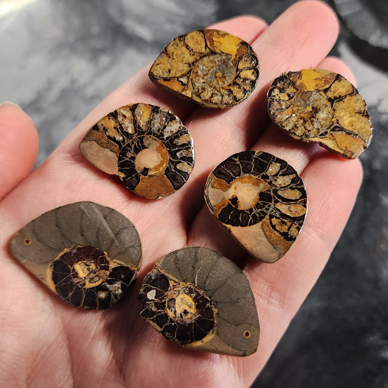 Polished Ammonites, Jurassic PAIRS