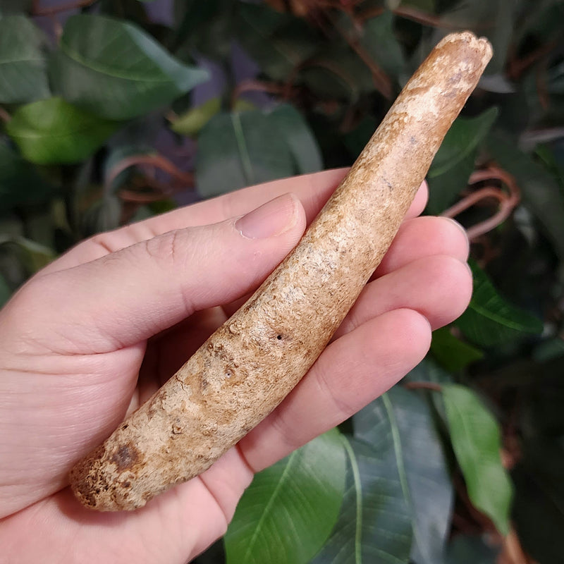 Fossil Seal Penis Bones (Baculum), Ex-Museum