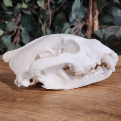 Wolverine Skull B (B Grade)