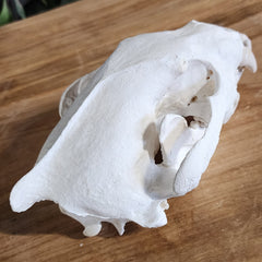 Wolverine Skull B (B Grade)
