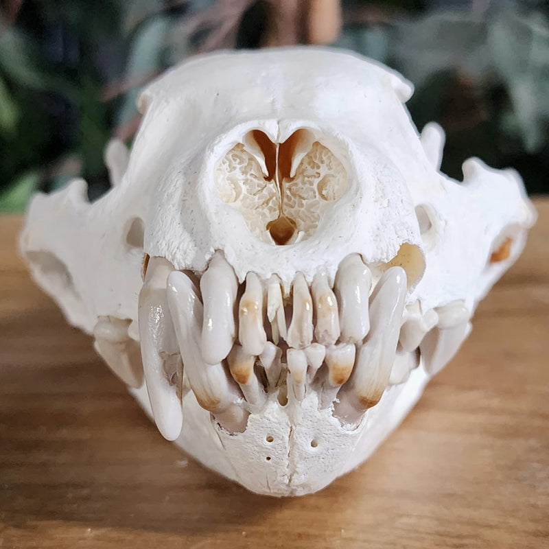 Wolverine Skull B (B Grade)