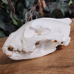 Wolverine Skull B (B Grade)