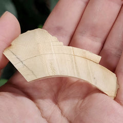 Woolly Mammoth Tusk Fragment G (2.5