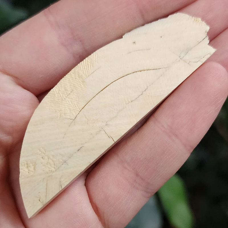 Woolly Mammoth Tusk Fragment F (2.75")