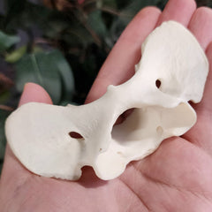 Eastern Timber Wolf Atlas Vertebrae