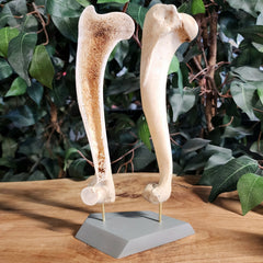 German Shepherd Dog Humerus (Bisected)