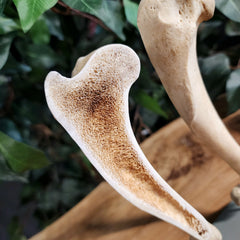 German Shepherd Dog Humerus (Bisected)