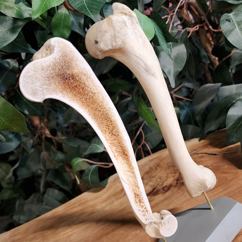 German Shepherd Dog Humerus (Bisected)