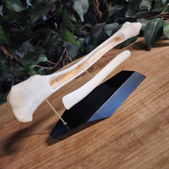 German Shepherd Dog Tibia (Anatomical Prep)
