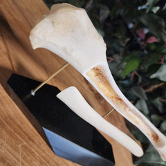 German Shepherd Dog Tibia (Anatomical Prep)