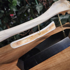 German Shepherd Dog Tibia (Anatomical Prep)