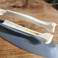German Shepherd Dog Radius A (Anatomical Prep)