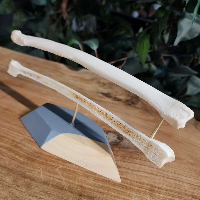 German Shepherd Dog Radius B (Anatomical Prep)