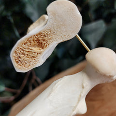 German Shepherd Dog Femur (Anatomical Prep)