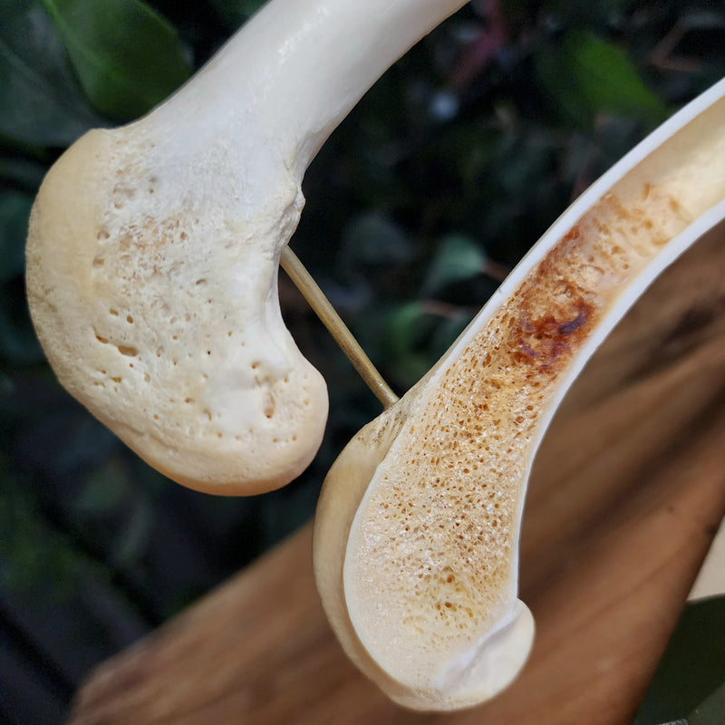 German Shepherd Dog Femur (Anatomical Prep)