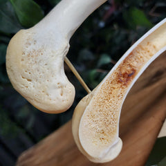 German Shepherd Dog Femur (Anatomical Prep)