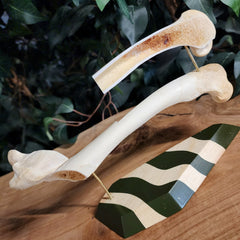 German Shepherd Dog Femur (Anatomical Prep)
