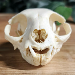 Domestic Cat Skull, Geriatric