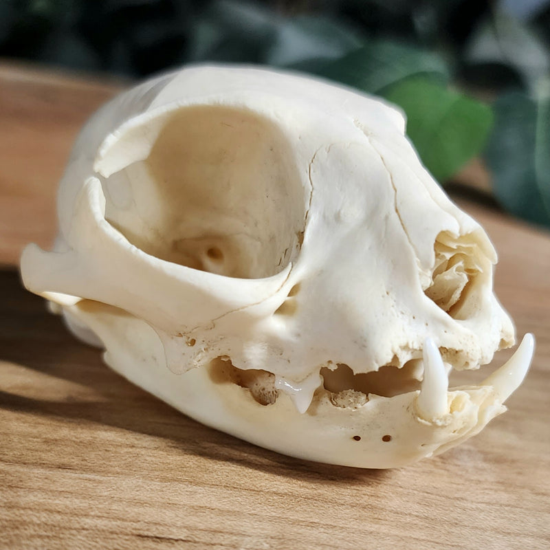 Domestic Cat Skull, Geriatric