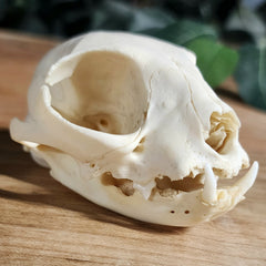 Domestic Cat Skull, Geriatric