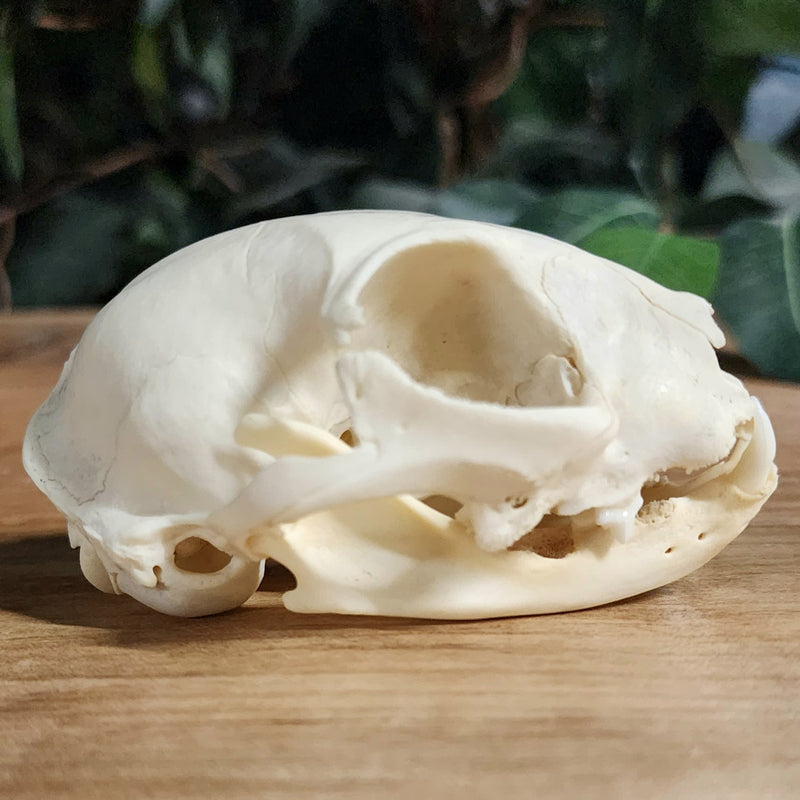 Domestic Cat Skull, Geriatric