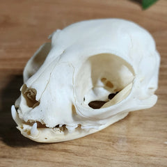 Domestic Cat Skull, Geriatric