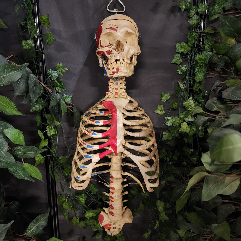 Articulated Human Skull & Torso, Anatomical Labeling