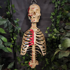Articulated Human Skull & Torso, Anatomical Labeling